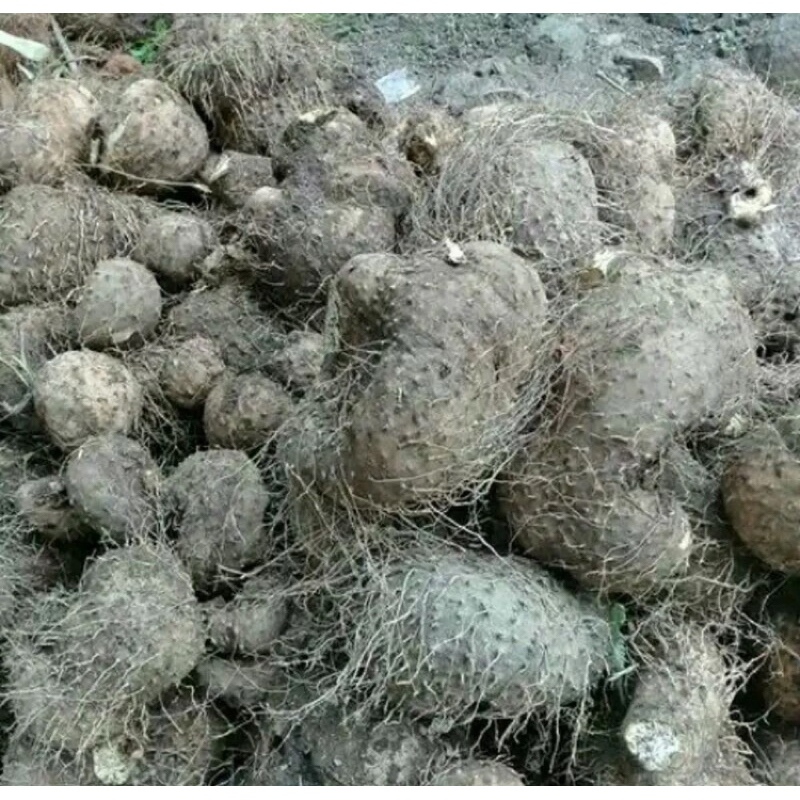 

Umbi gadung segar paket 2 kg umbi gadung pilihan