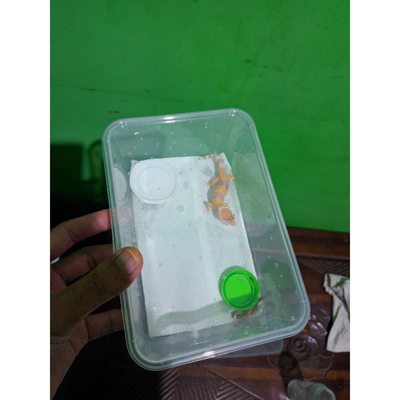 

Dekorasi G.E.C.K.O asli