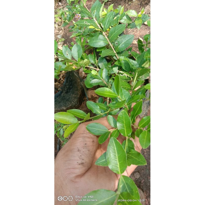 Bibit sianci Cherry barbados