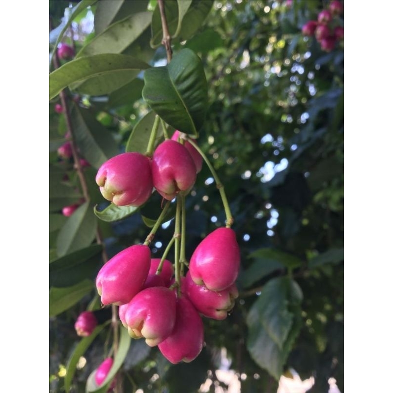 BIBIT JAMBU LILI PILY BERBUNGA SUPER