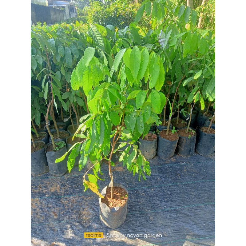 

Kelengkeng new kristal batang besar | bahan tabulampot | Kelengkeng new kristal