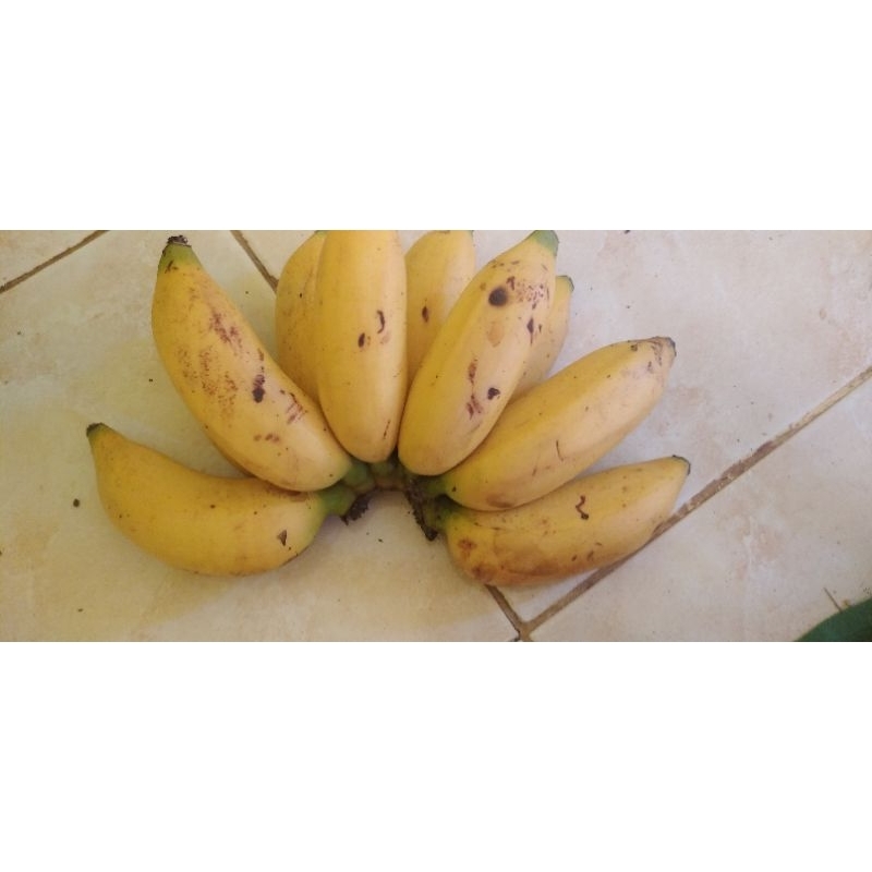 

Buah Pisang Rojo sisir