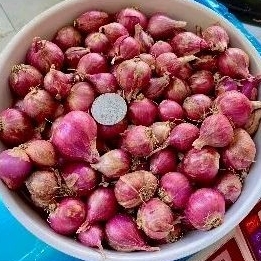 

Bawang Merah Super Enrekang
