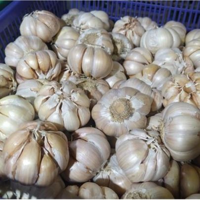 

Bawang Putih berat 1 KG