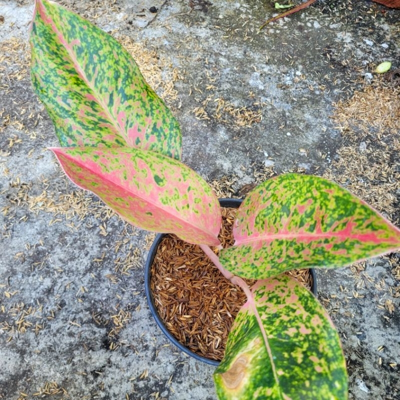 Tanaman hias Aglonema Big Roy Merah