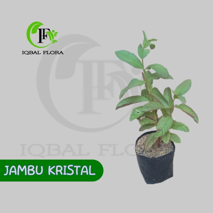 Bibit Pohon Buah Jambu Kristal Jambu Kristal Tanaman Jambu Kristal