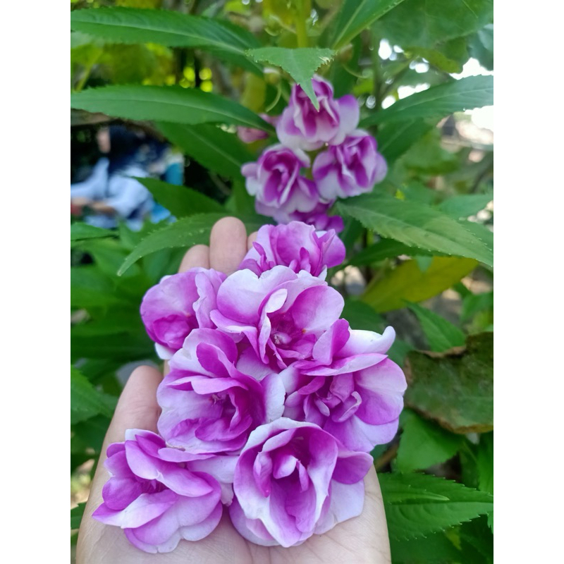 Biji bunga rosebalsamnia/pacar air ungu gradasi putih