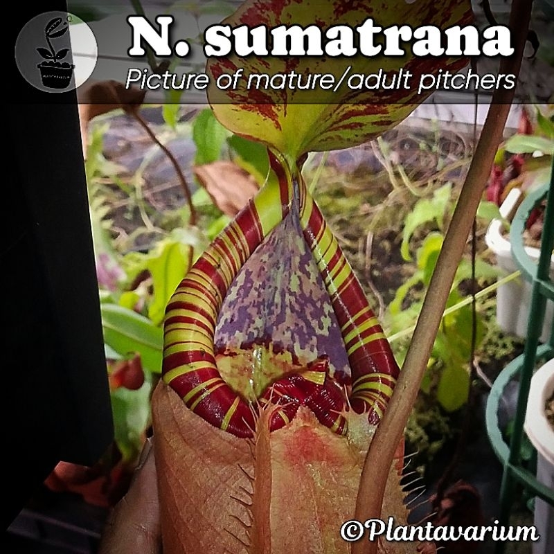 Tanaman Karnivora Nepenthes Sumatrana