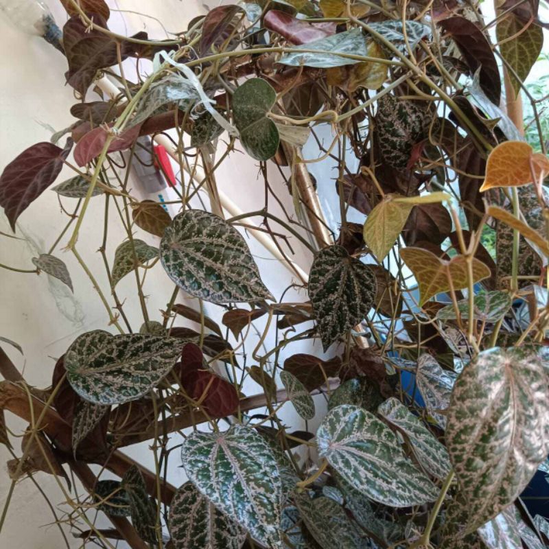 Daun Suruh Wulung (Sirih Hitam)