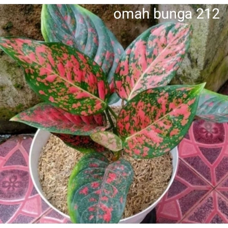 Aglonema venus akar rimbun