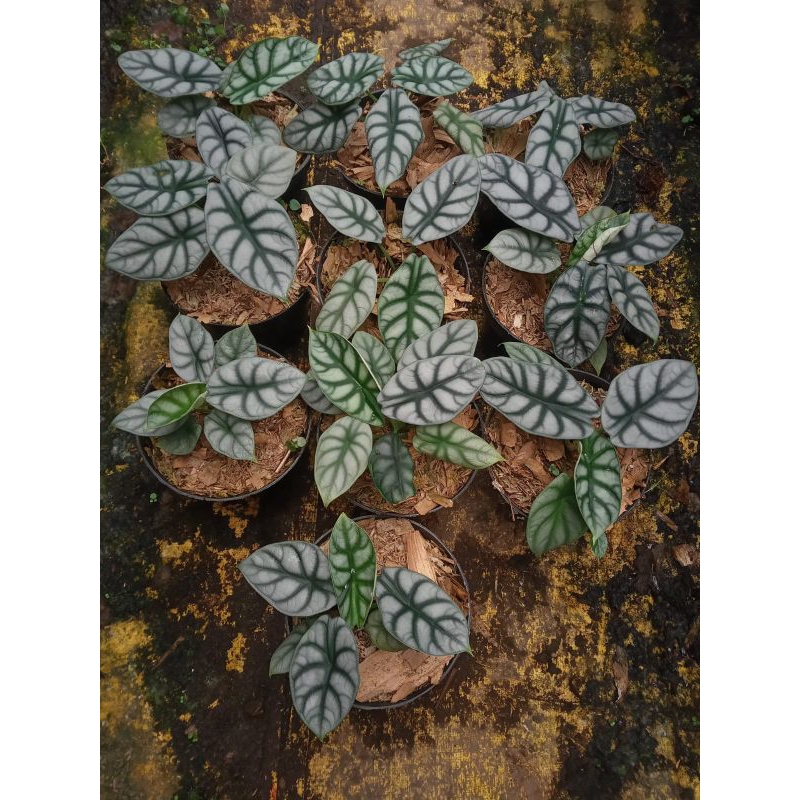 Alocasia Dragon Silver (Remaja menuju indukan)