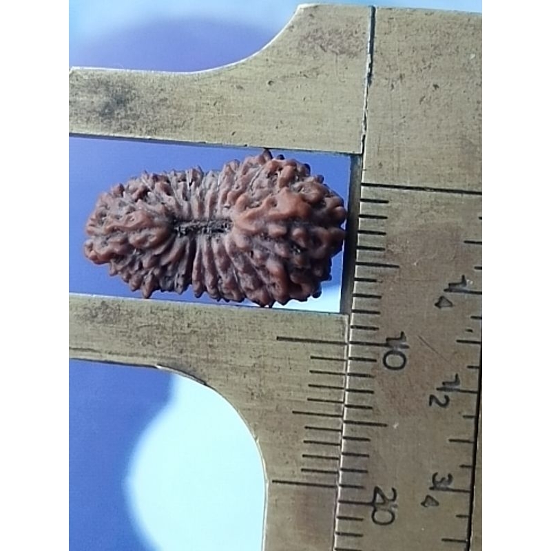 rudraksha mukhi 20 medium