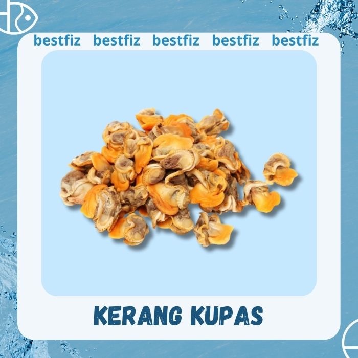 

Kerang Kupas