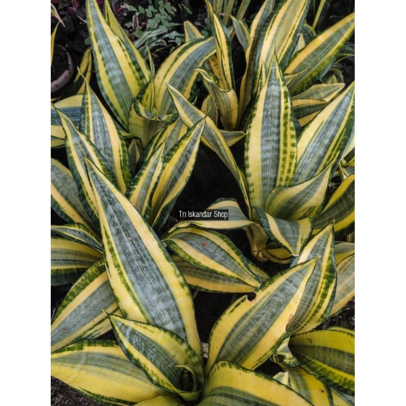 Sansivera Golden Asahi Cantik All Varian Dekorasi Plant Lidah Mertua