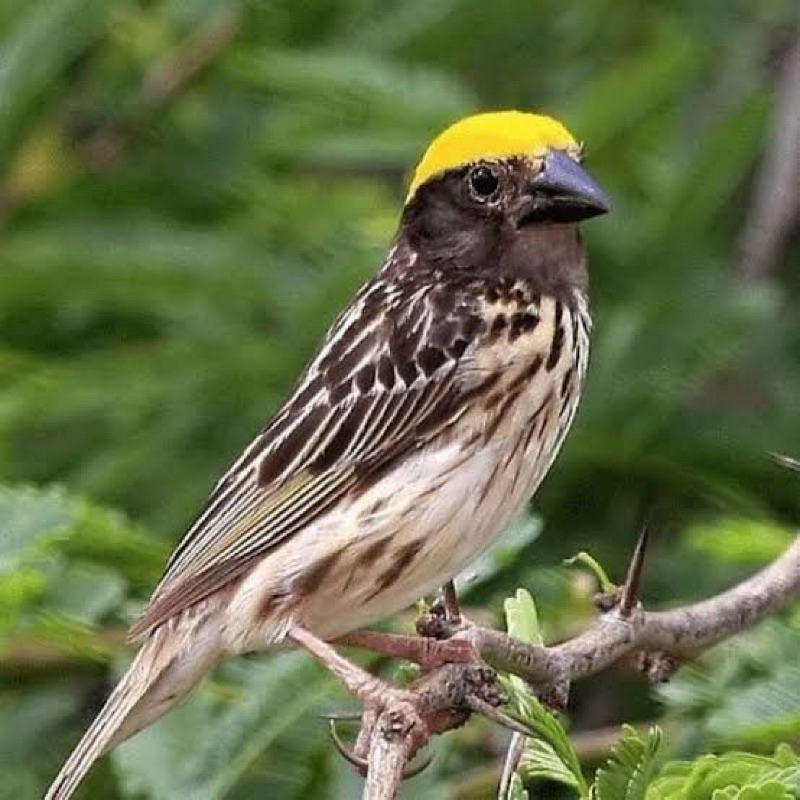 BURUNG MANYAR KEPALA EMAS