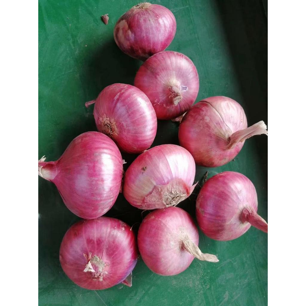 

Bawang merah mentah asli garut super fres dan segar 1kg