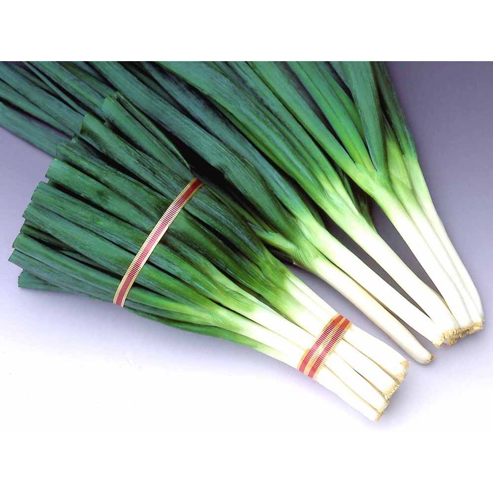 40 Biji - Benih daun bawang FREDA F1 Super