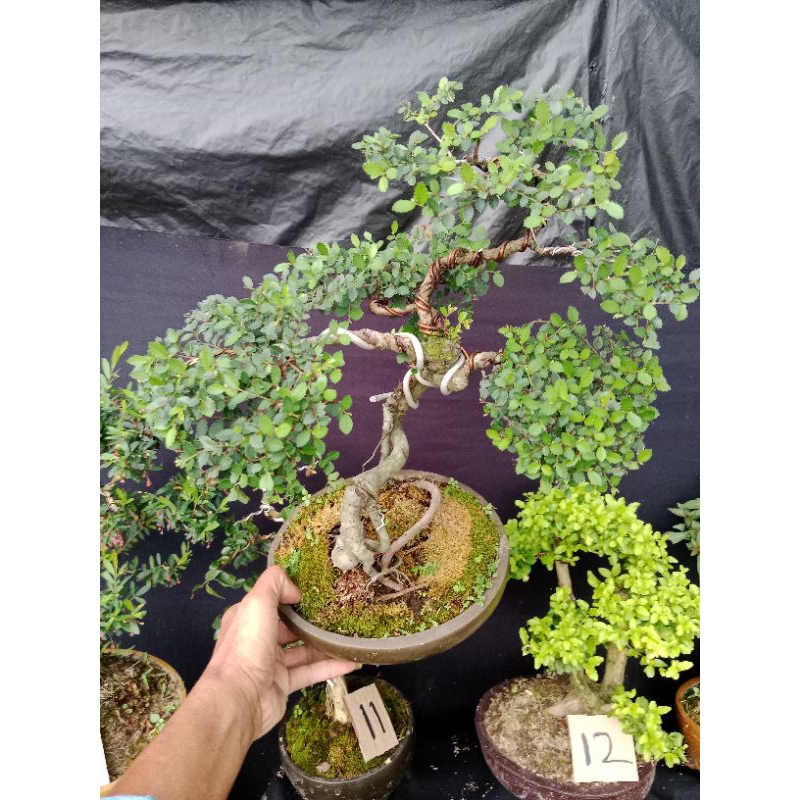 bonsai ulmus