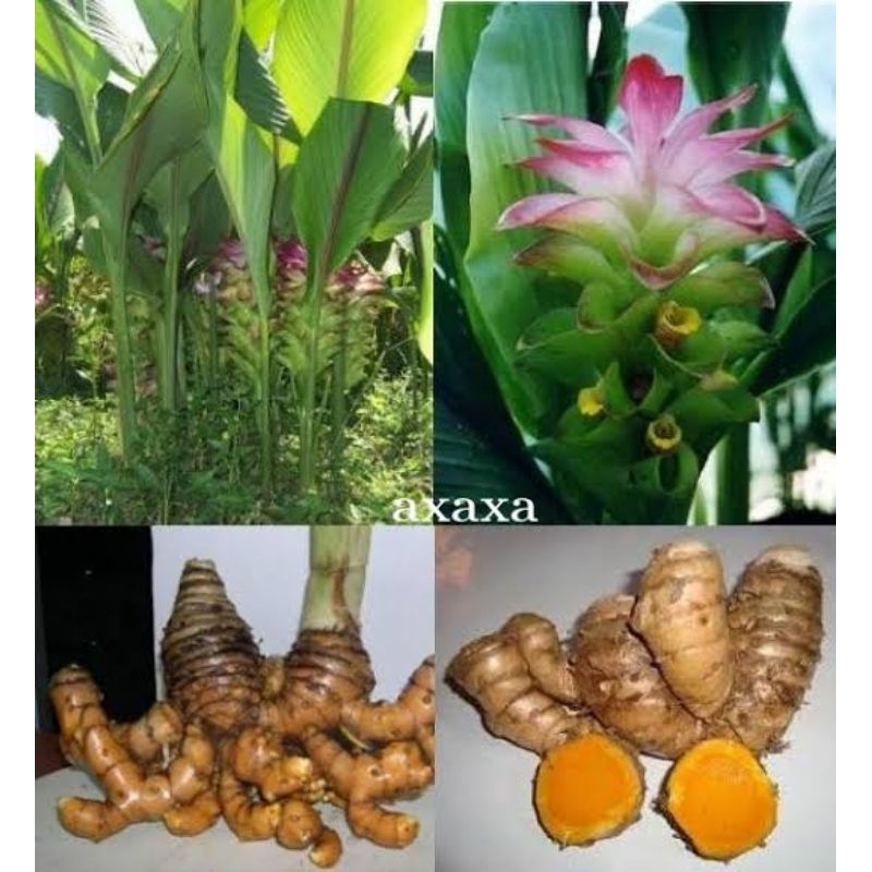 

1kg Temu lawak segar