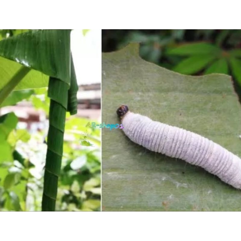ulat daun pisang | ulat daun pisang umpan mancing | per 15-biji