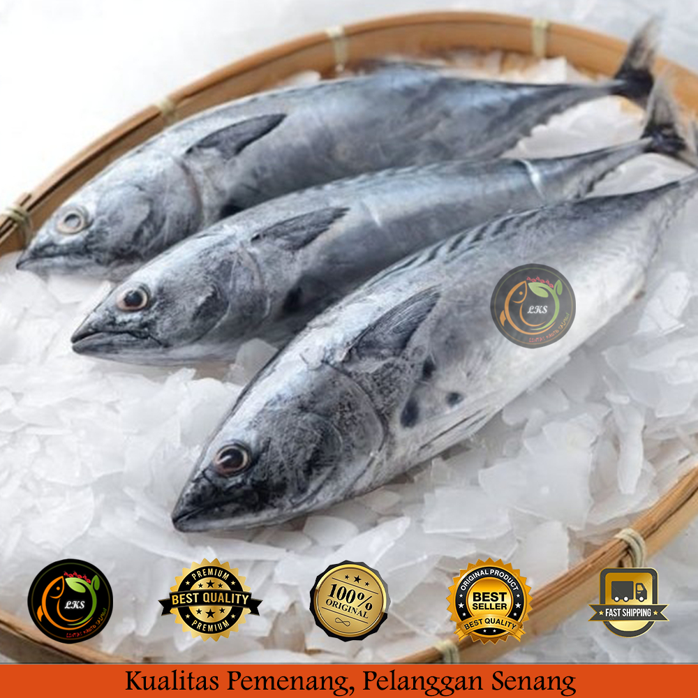 

Ikan Tongkol/ Deho/ Cakalang Super Utuh