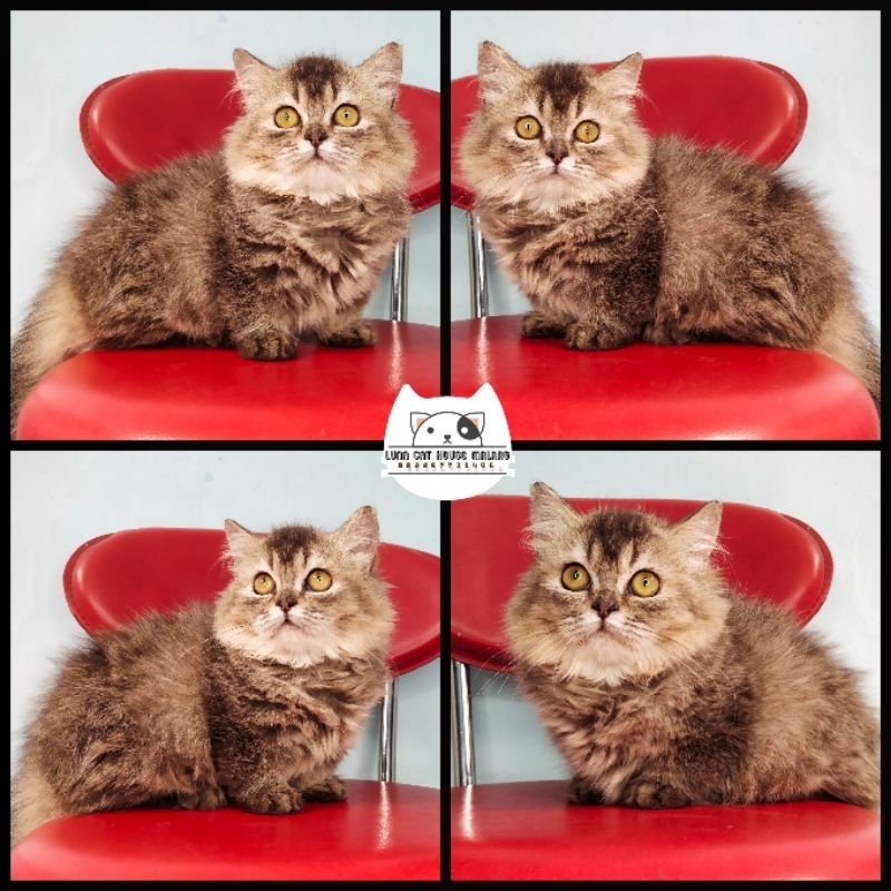 kucing munchkin BLH (British Longhair)