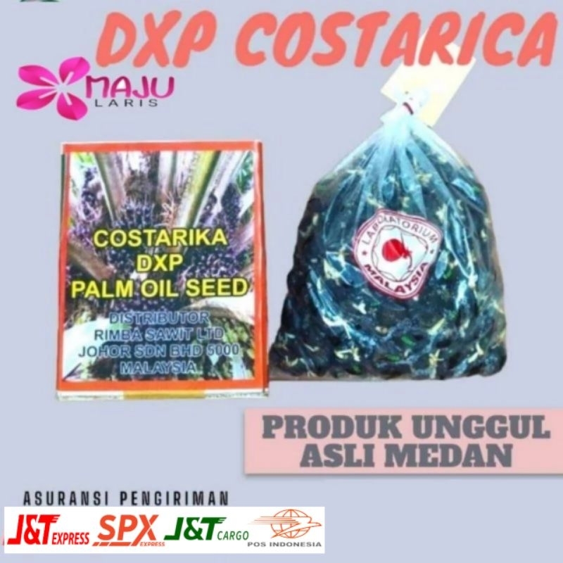 BENIH SAWIT DXP COSTARICA  UNGGUL  BERSERTIFIKAT