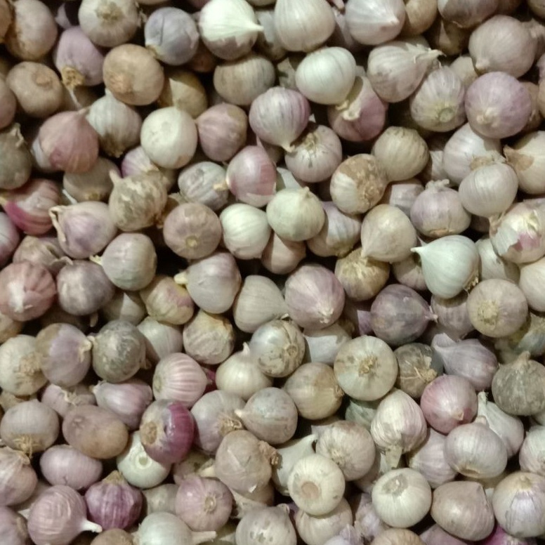 

Bawang putih tunggal kecil 1kg impor murah