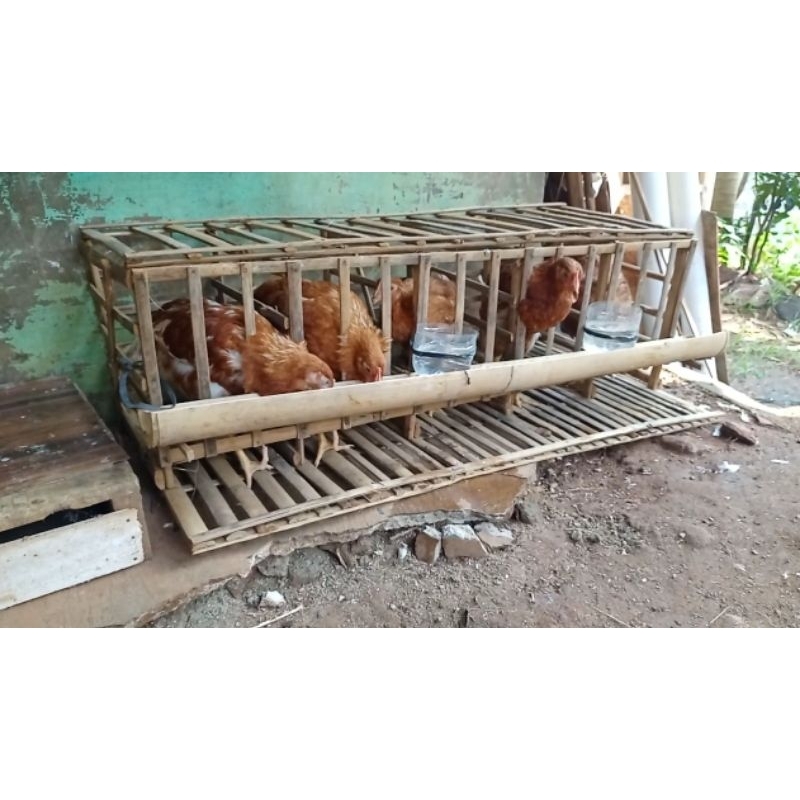 Kandang baterai ayam petelur, untuk 5 ayam