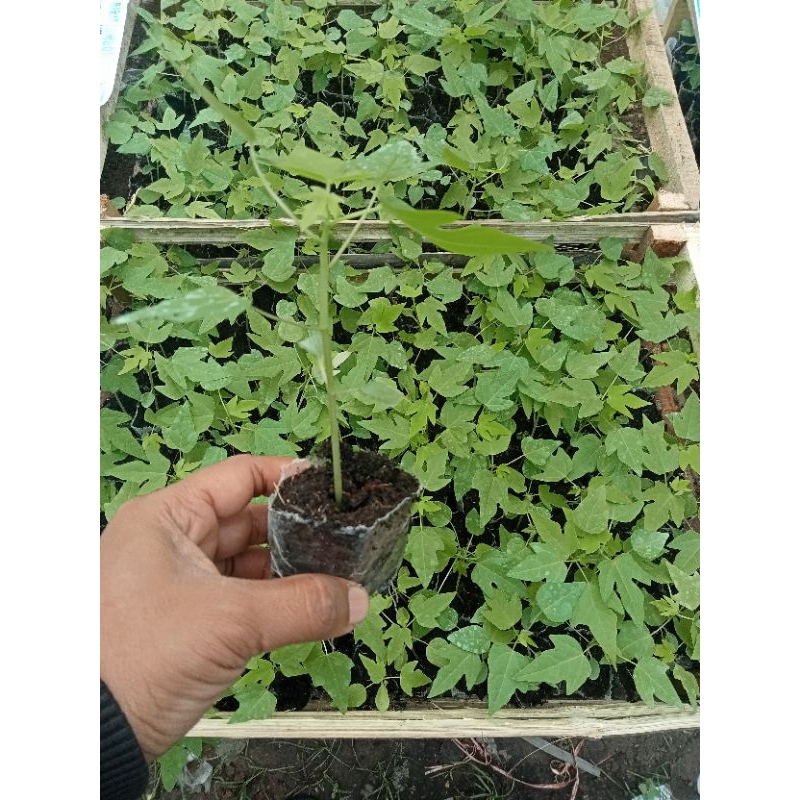 Bibit Tanaman Pepaya California Siap Tanam