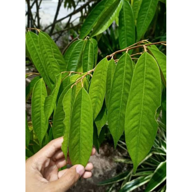 

Daun durian segar petik langsung 200 gram-az