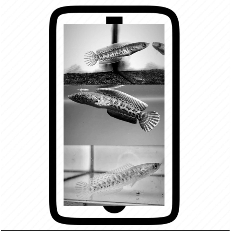 

stiker hp auranti wc single