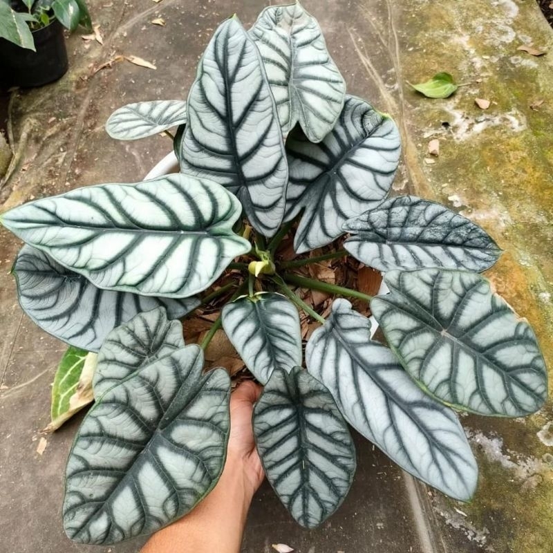 Alokasia | Alocasia Silver Dragon, tanaman muda