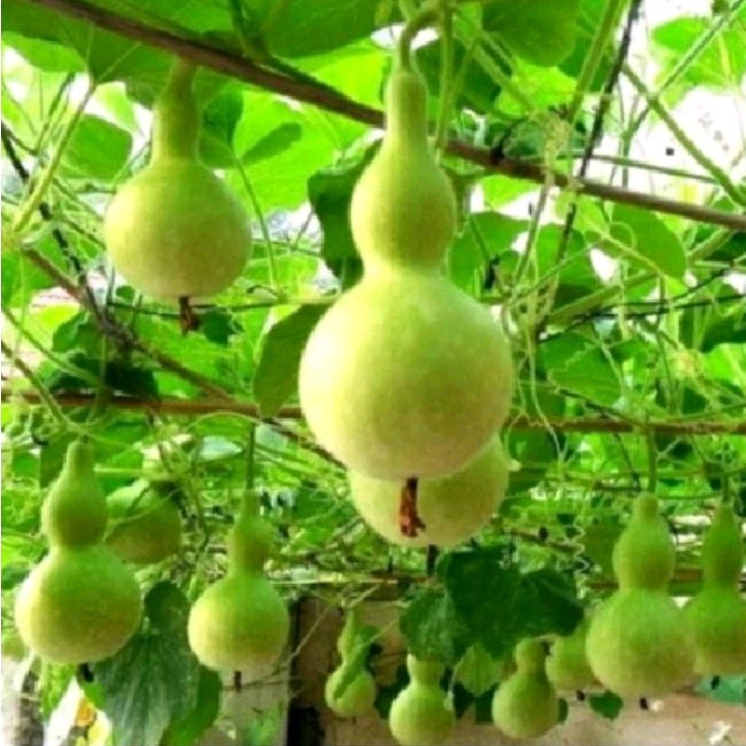 5 Bibit/benih biji labu botol labu air labu angka delapan calabash