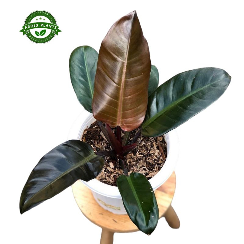 Tanaman Hias Philodendron Black Cardinal - Philodendron Black Cardinal