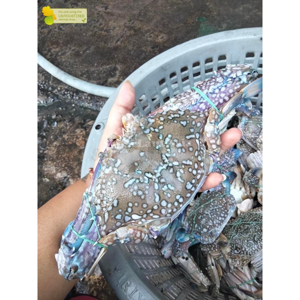 Rajungan Segar Rajungan Besar Jumbo 3-5 Ekor