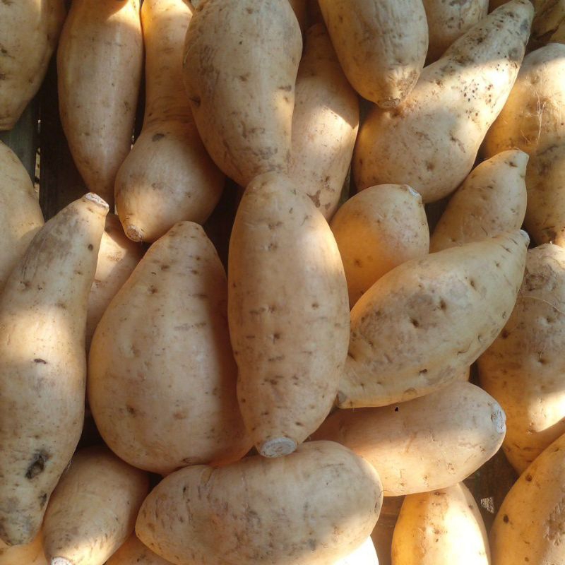 Termurah 0.5kg ubi cilembu /Telo Madu Jepara