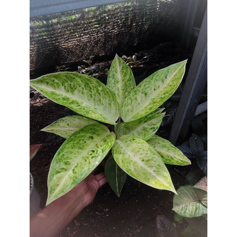 paket 2 Aglonema tanian lokal big roy white dan rengganis