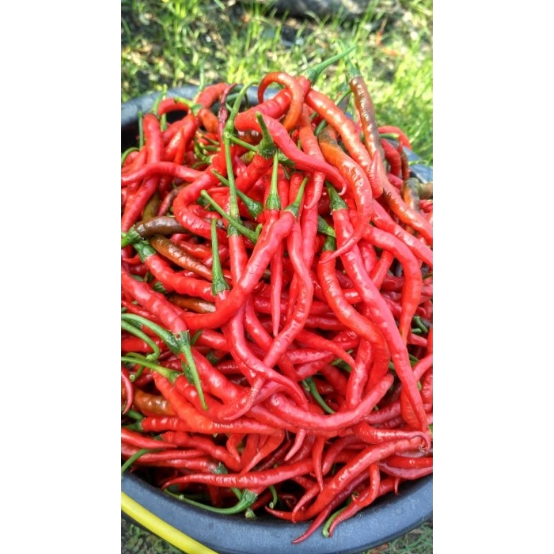 

Cabe Keriting Merah (100gram)