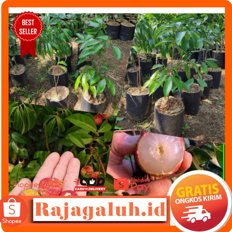 Bibit Leci Kom Merah tanpa biji