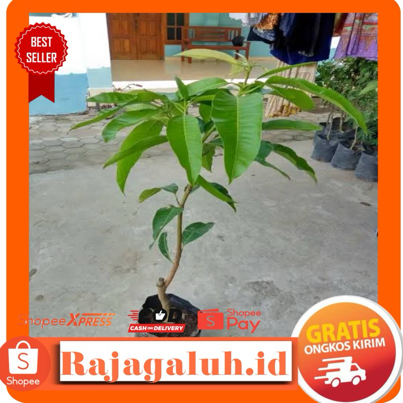 Bibit Mangga Madu Okulasi