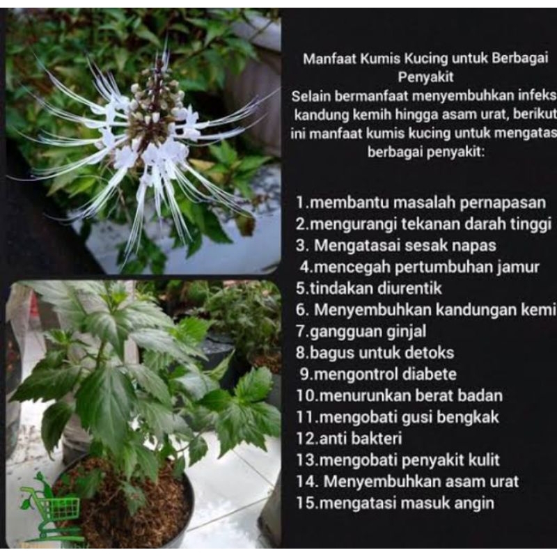 

daun kumis kucing segar 500g