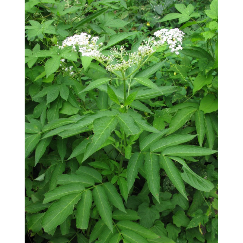 

Daun sangitan segar petik langsung 250 gram