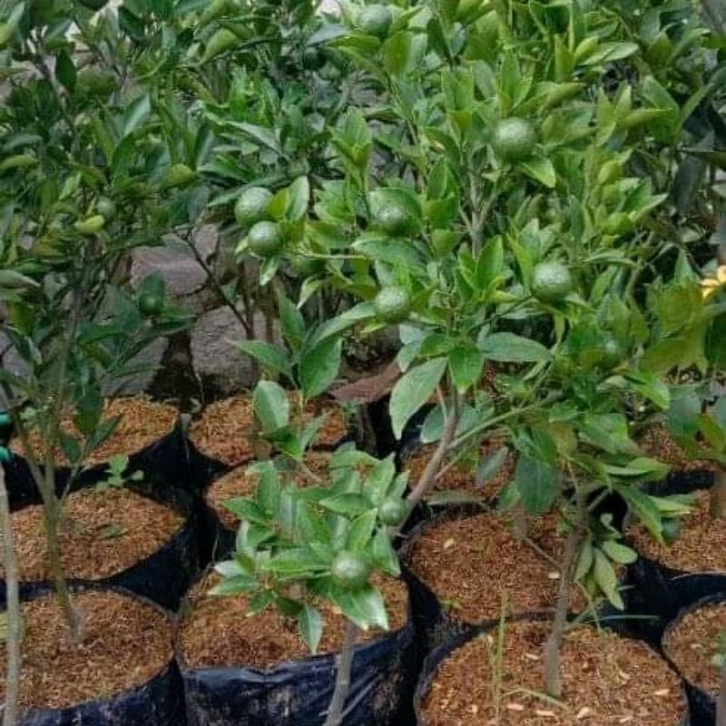 

bibit jeruk Santang hasil cangkok sudah berbuah