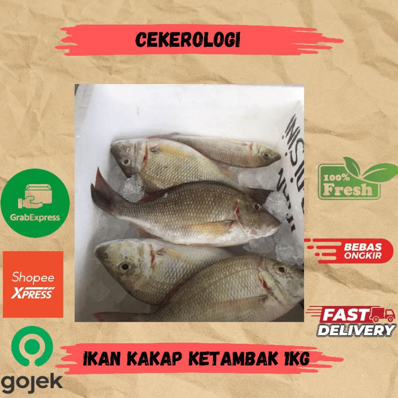 

Ikan Kakap Ketambak 1kg / Ikan Kakap Ketambak / Ikan Kakap Ketambak Fresh Berkualitas / JABODETABEK / Ikan Segar / Ikan