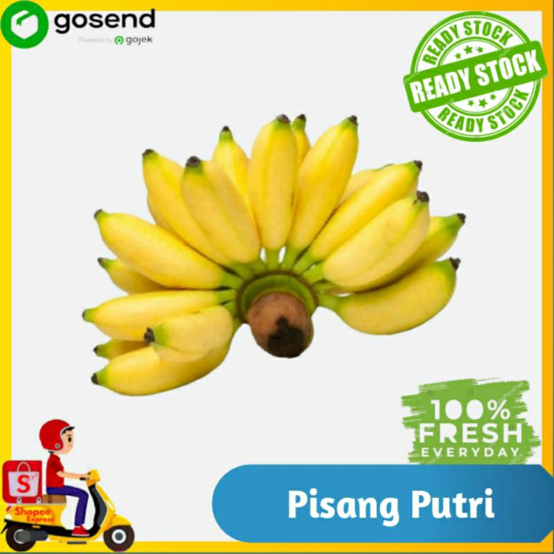 

Buah Pisang Putri Per sisir -Toko Sayur Online Palembang