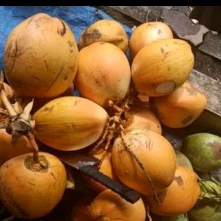 

buah kelapa kuning kecil