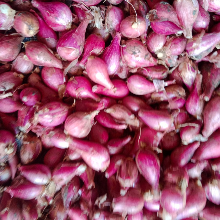 

Jual Bawang Merah Brebes Ukuran Kecil Hasil Sortiran