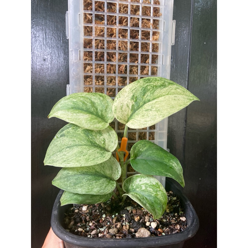 Scindapsus jade satin white variegata