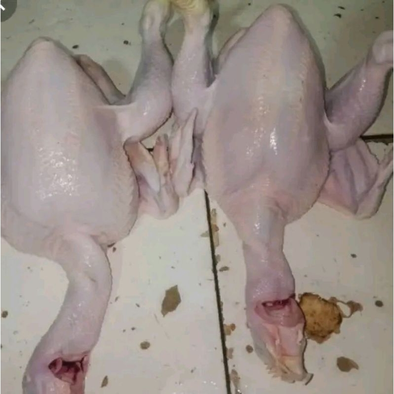 

ayam boiler fresh 06-07